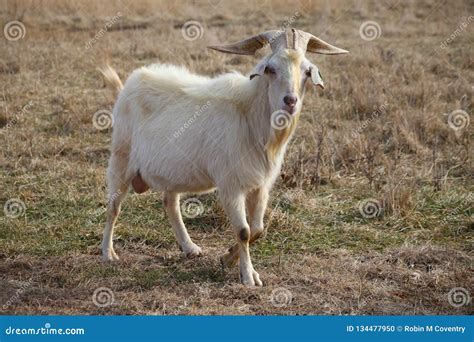 Large Male Kiko Goat Roaming the Ranch Stock Photo - Image of ...