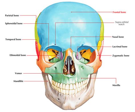 Frontal Bone – Earth's Lab