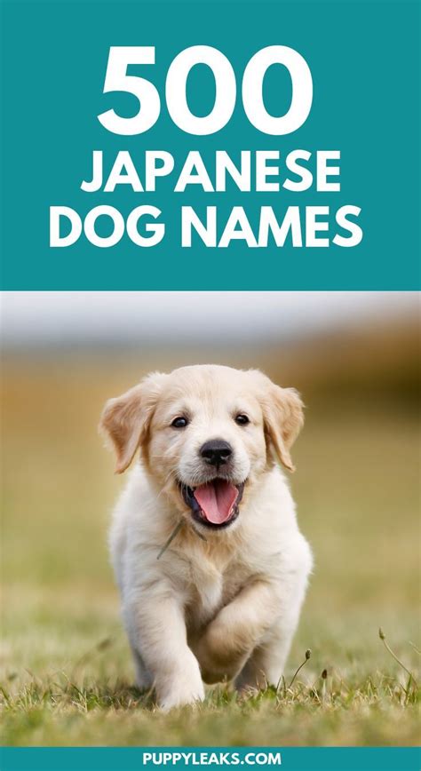 500 Japanese Dog Names | Dog names, Japanese dogs, Dog names male