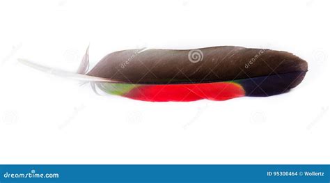 Toucan feather close up stock photo. Image of yellow - 95300464