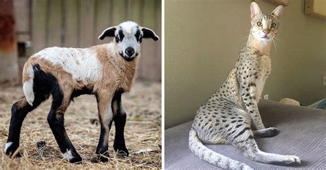 13 Stunning Hybrid Animals That Actually Exist