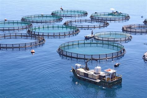 Fish Farming – Methods