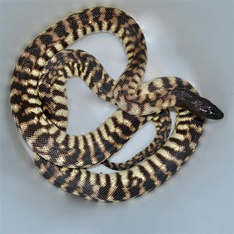 Black Headed Python for sale