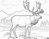 Caribou Coloring Pages For Kids sketch template