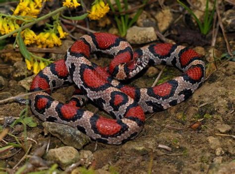 Snakes of Missouri | Missouri's Natural Heritage | Washington University in St. Louis