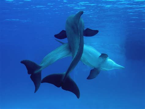 Life of Bottlenose Dolphin | Life of Sea