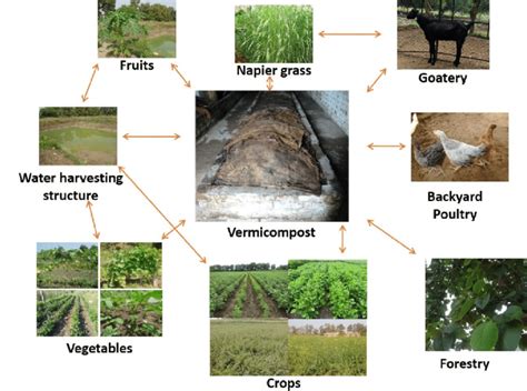 Integrated farming system model developed at the ICAR-Central Institute ...