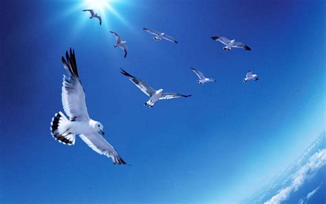 Seagull wallpaper | 1680x1050 | #75041