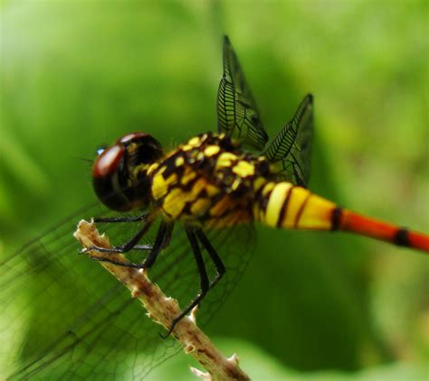 Asisbiz Libellulidae Red Swampdragon Agrionoptera insignis allogenes Sunshine Coast Qld ...