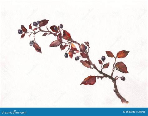 Cotoneaster Watercolor Painting Royalty-Free Stock Image | CartoonDealer.com #6687340