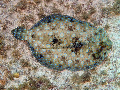 Peacock Flounder Photograph by John Maraventano