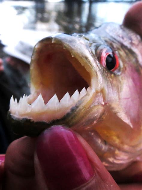 The Teeth of A Red-Bellied Piranha (Pygocentrus nattereri) | Flickr ...