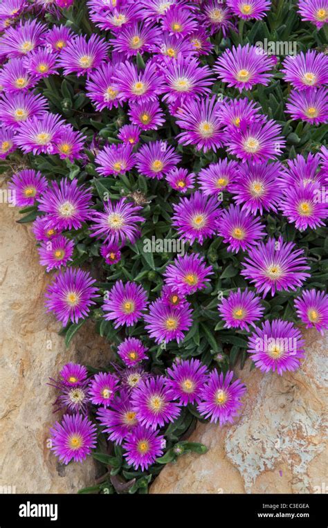 Delosperma brunnthaleri hi-res stock photography and images - Alamy