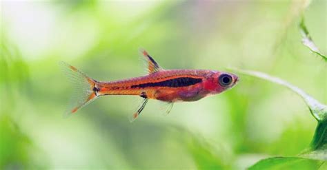 The Top 8 Smallest Fish in the World - IMP WORLD