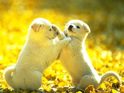 free downloaded wallpapers: Animals wallpapers Dogs