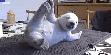 Bear GIFs - Get the best GIF on GIPHY