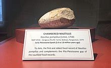 Chambered nautilus - Wikipedia