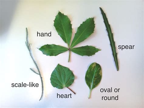 Identifying native plants — Science Learning Hub