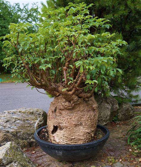 Adansonia digitata (Baobab Bonsai) (2) | Karl Gercens | Flickr