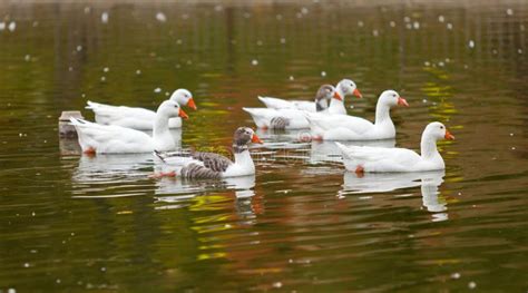 Flock of geese in a lake stock image. Image of nature - 103592445