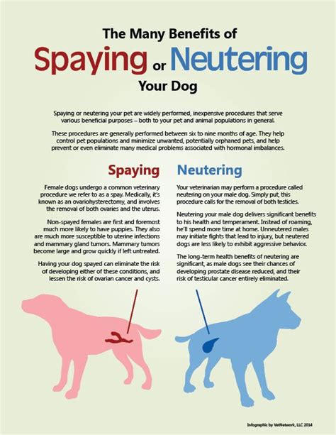 Here's why you should spay or neuter your pet. | Vet medicine, Vet tech student, Vet assistant