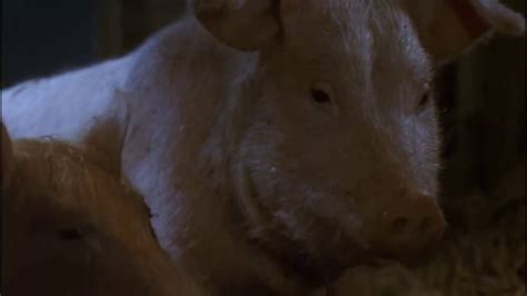 Animal Farm film 1999 - YouTube