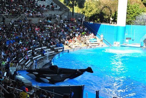 SeaWorld: Tilikum, orca that killed trainer, has died - WOWO News/Talk 92.3 FM and 1190 AM