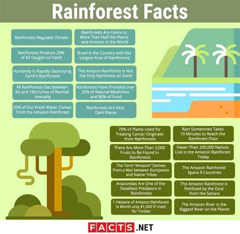 Facts About Rainforests For Kids