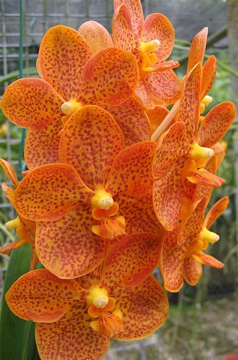 Orange Vanda Orchids | Orange Vanda Orchid | Beautiful orchids, Orchid plants, Unusual flowers