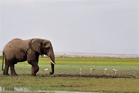 Elephants are staying in British zoos for now - but is captivity ever ...