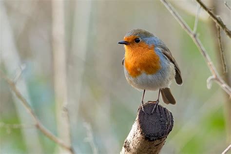 Robin | Bird Identification Guide | Bird Spot