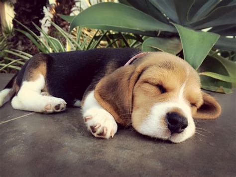 More Basic Facts About Beagle Puppies! - Furry Babies