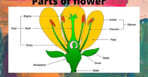 Flower | Parts of flower ~ Flowers