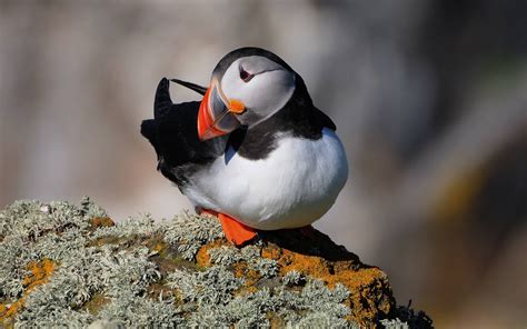 Puffin, just the cutest bird ever. | Puffins bird, Animals, Bird