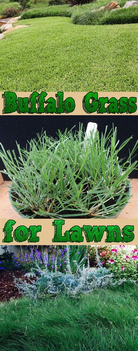 Buffalo grass will grow on heavy and compacted soils. Buffalo grass lawns need less water, ferti ...