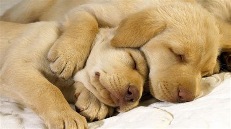 Golden Retrievers sleeping - My Doggy Rocks