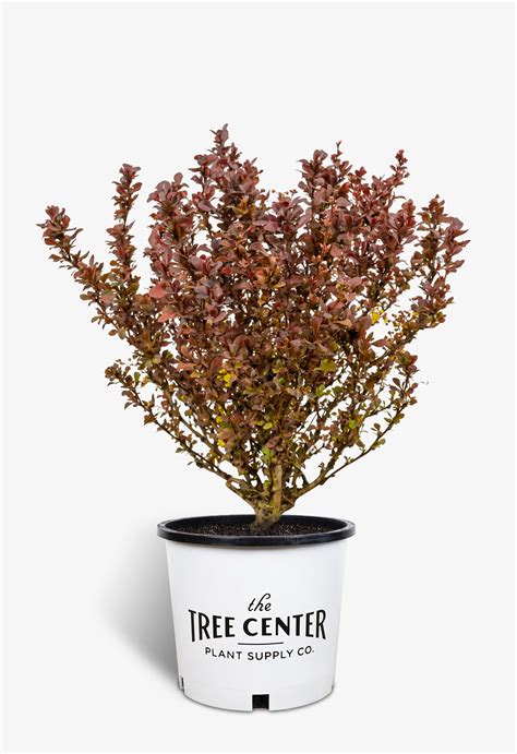 Concorde Barberry Shrubs For Sale | The Tree Center