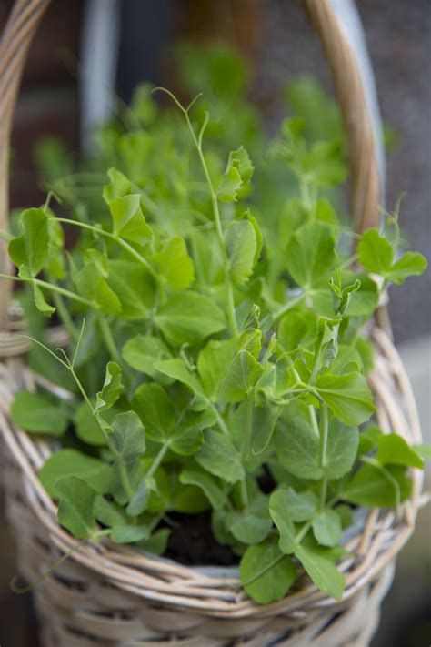 Pea Plant Free Stock Photo - Public Domain Pictures