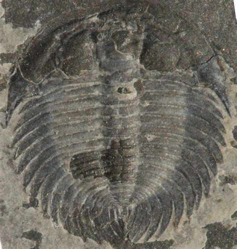 10 Different Types Of Trilobites (Identifying Trilobite Fossils) - Rock ...