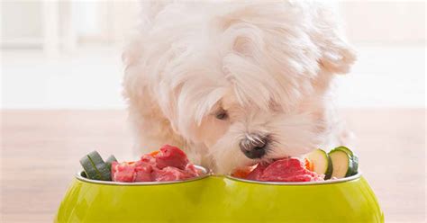 How Many of These 11 Pet Feeding Tips Do You Follow?