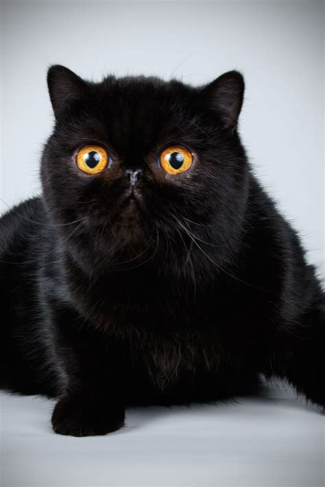 Most Beautiful Black Cat In The World