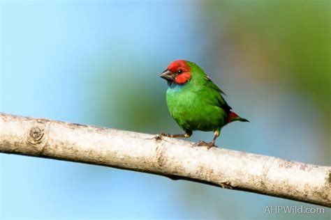 Fiji Parrotfinch – AHP Wild