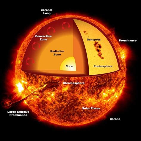 A cutaway diagram of the Sun showing various layers and features ...