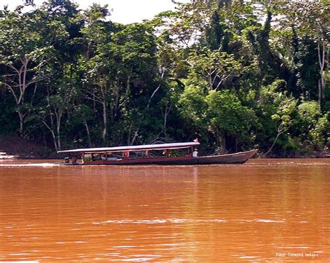 River Boat & Tambopata River Rainforest on the way to Tambopata Nature Reserve, Madre de Dios ...