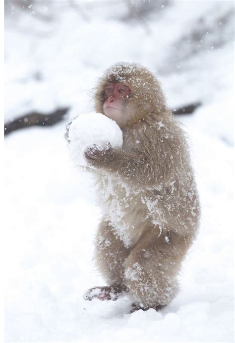 Monkey With A Snowball Pictures, Photos, and Images for Facebook, Tumblr, Pinterest, and Twitter