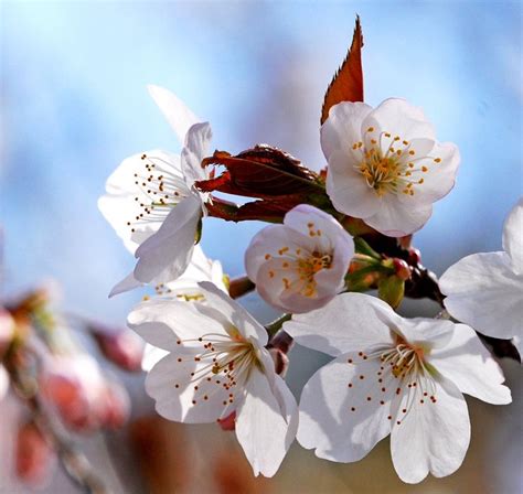 Cherry Blossom Guide: Flower Types - Things to Do - Japan Travel