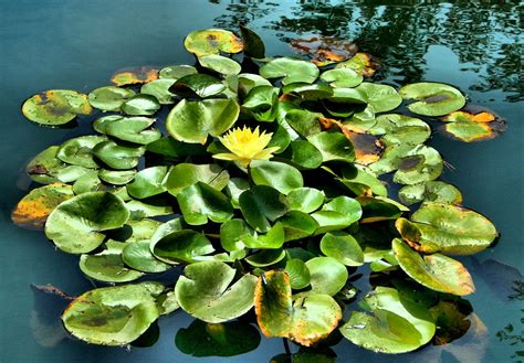 Water Lily Pond Floating - Free photo on Pixabay - Pixabay