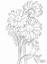 Daisy coloring page  Free Printable Coloring Pages sketch template