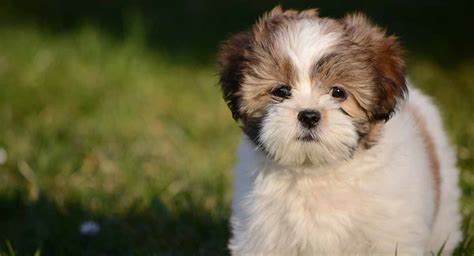 Lhasa Apso Breed Traits And Care Guide