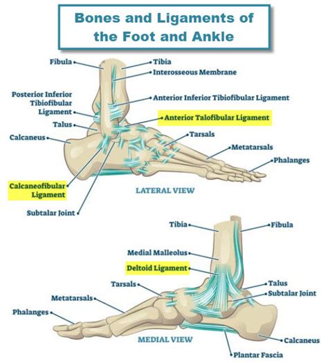 Foot Ligament Anatomy